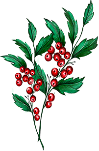 Holly