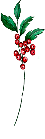 holly, december